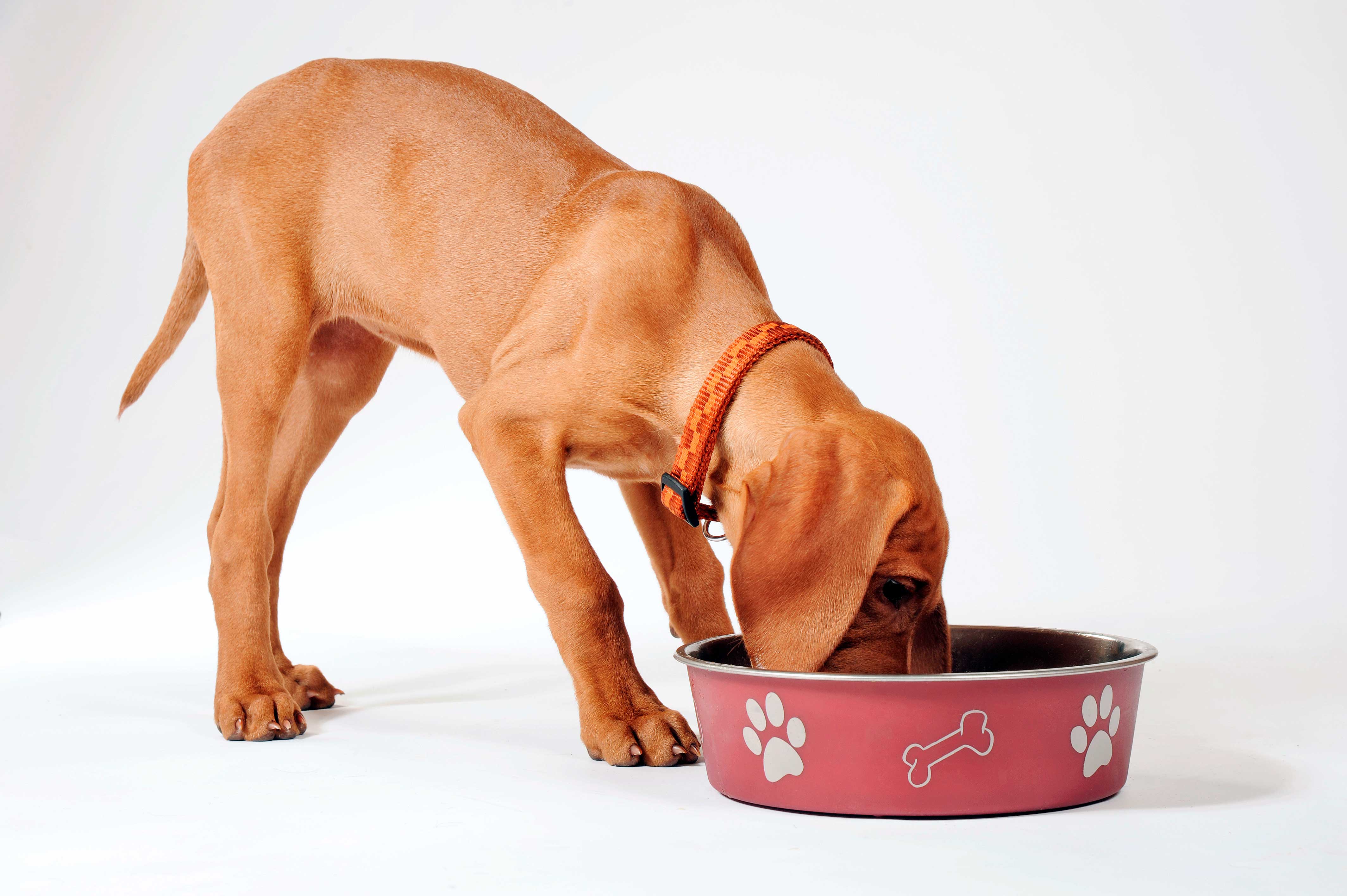 Cachorro comiendo, ¿cuántas veces debemos dar de comer a nuestros perros?